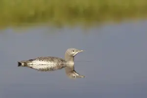 Red Throated Prints: Red Throated Diver - Large Chick Gavia stellata Finland BI014941