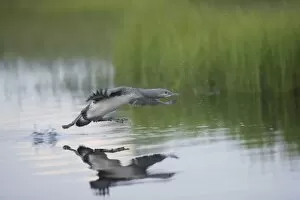 Red-Throated Diver - Large Chick Practicing Take Off