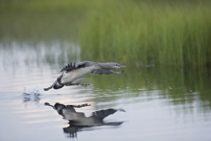 Red Throated Diver - Large Chick