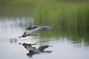 Red Throated Diver - Large Chick Practicing Take Off Gavia stellata Finland BI014950