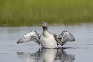 Images Dated 17th October 2007: Red Throated Diver - Large Chick Stretching Wings
