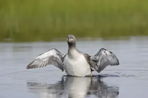 Red Throated Prints: Red Throated Diver - Large Chick Stretching Wings Gavia stellata Finland BI014930
