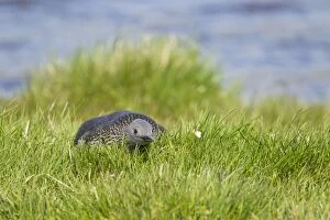 Red-throated Diver - on nest
