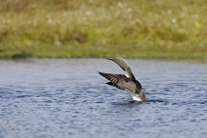 Red Throated Diver - stretching wings