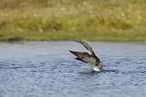 Shetland Island Prints: Red Throated Diver - Stretching wings Unst, Shetland, UK BI010468