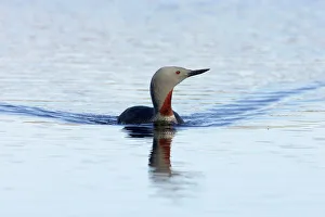 Shetland Island Collection: Red Throated Diver Unst, Shetland, UK BI010499