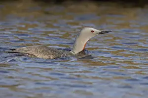 Shetland Island Prints: Red Throated Diver Unst, Shetland, UK BI010515