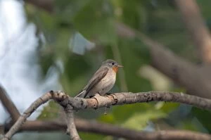 Red-throated flycatcher - perched
