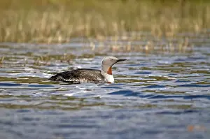 Red-throated Loon / Diver - on small loch - Isle of Harris - Outer Hebrides