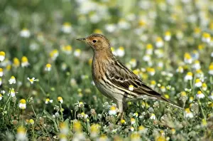 Pipit Prints: Red-throated Pipit