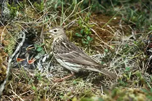 Pipit Prints: Red-throated Pipit - with chicks in nest