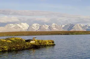 Red-throted Diver Greenland