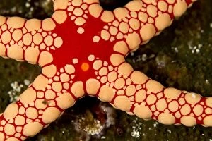 Images Dated 26th December 2011: Red Tile / Necklace / Tiled Starfish / Necklace Sea Star