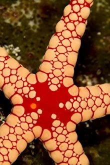 Images Dated 26th December 2011: Red Tile / Necklace / Tiled Starfish / Necklace Sea Star