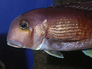 Red Tilefish, Horsehead Tilefish, midwater north Pacific 150m Red Tilefish, Horsehead Tilefish, midwater north Pacific 150m