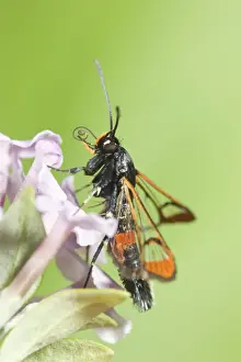 Clearwing Prints: Red-tipped Clearwing Moth