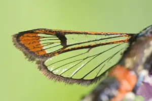 Red-tipped Clearwing Moth Close up of Wing
