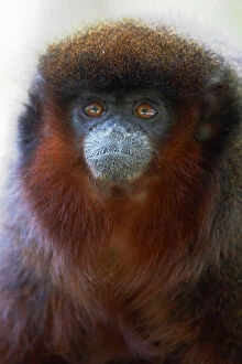 Images Dated 15th May 2008: Red Titi Monkey Apenheul, Netherlands MA001491