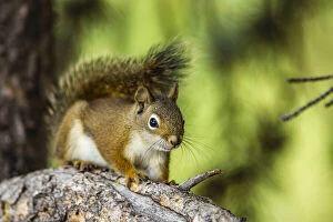 Pine Gallery: Red Tree Squirrel posing on Branch in Flagg Ranch