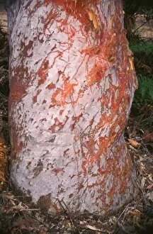 Red triangle slug - feeding trails on tree trunk where the slug has been feeding on micro-flora