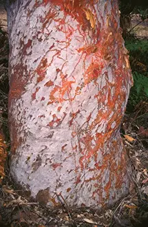Slug Prints: Red triangle slug - feeding trails on tree trunk where the slug has been feeding on micro-flora