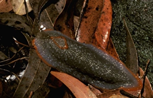 Images Dated 6th July 2006: Red triangle slug - grey form
