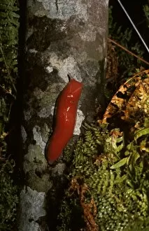 Red triangle slug - scarlet form