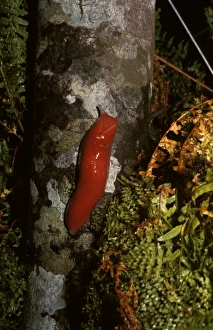 Images Dated 6th July 2006: Red triangle slug - scarlet form