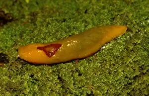 Images Dated 6th July 2006: Red triangle slug - yellow form, showing its unique single pair of eye-tentacles