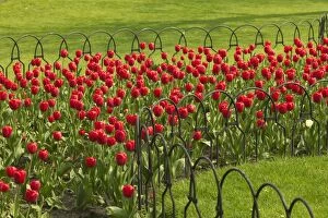 Images Dated 23rd April 2004: Red Tulips
