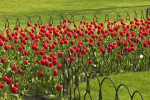 Red Tulips