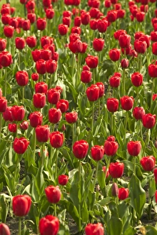 Red Tulips