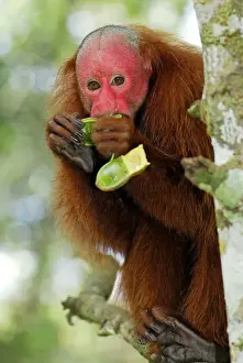 Bald Prints: Red Uakari / Bald Uacari - eating - Lago Preto - Iquitos - Peru