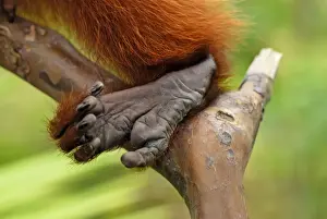 Red Uakari / Bald Uacari - foot - Lago Preto - Iquitos - Peru