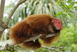 Monkeys Prints: Red Uakari / Bald Uacari - Lago Preto - Iquitos - Peru