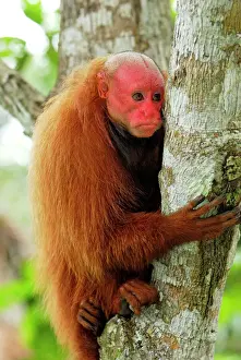 Red Uakari / Bald Uacari - Lago Preto - Iquitos - Peru