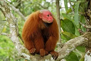 Red Uakari / Bald Uacari - Lago Preto - Iquitos - Peru