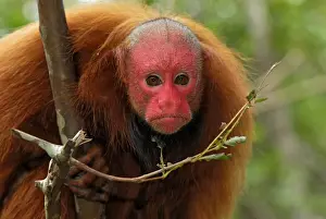Red Uakari / Bald Uacari - Lago Preto - Iquitos - Peru