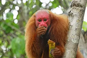 Red Uakari / Bald Uacari - Lago Preto - Iquitos - Peru