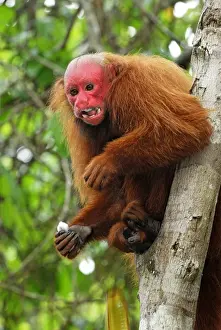 Red Uakari / Bald Uacari - Lago Preto - Iquitos - Peru