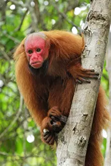 Red Uakari / Bald Uacari - Lago Preto - Iquitos - Peru