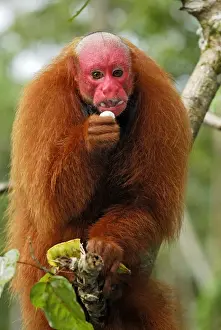 Red Uakari / Bald Uacari - Lago Preto - Iquitos - Peru