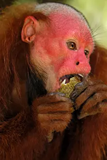 Red Uakari / Bald Uacari - Lago Preto - Iquitos - Peru