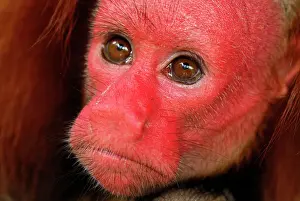 Monkeys Prints: Red Uakari / Bald Uacari - Lago Preto - Iquitos - Peru