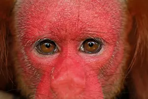 Red Uakari / Bald Uacari - Lago Preto - Iquitos - Peru