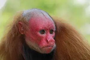 Red Uakari / Bald Uacari - Lago Preto - Iquitos - Peru