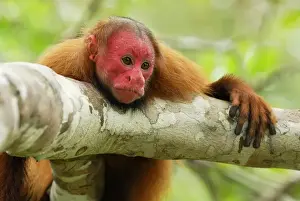 Red Uakari / Bald Uacari - Lago Preto - Iquitos - Peru