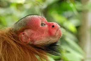 Red Uakari / Bald Uacari - Lago Preto - Iquitos - Peru
