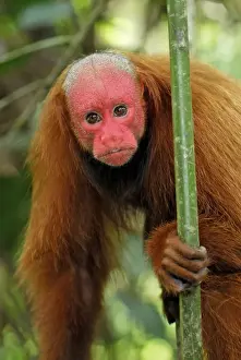 Red Uakari / Bald Uacari - Lago Preto - Iquitos - Peru