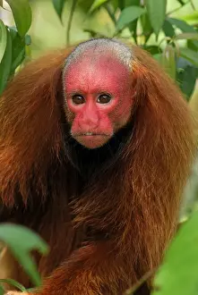 Red Uakari / Bald Uacari - Lago Preto - Iquitos - Peru